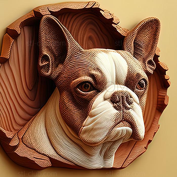 st Boston Terrier dog